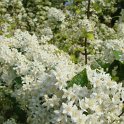 Deutzia schneideriana fleur P1B